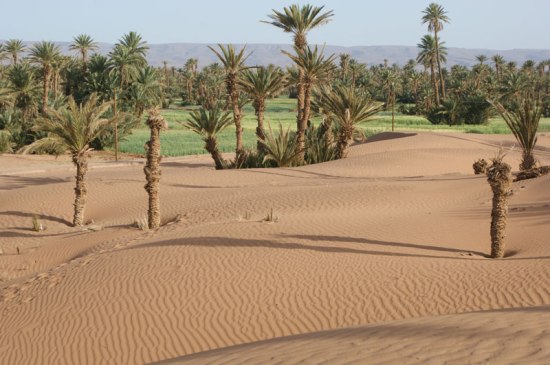 Marche dans le désert du Maroc entre dunes de sable et palmeraie
